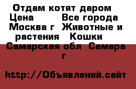 Отдам котят даром › Цена ­ 10 - Все города, Москва г. Животные и растения » Кошки   . Самарская обл.,Самара г.